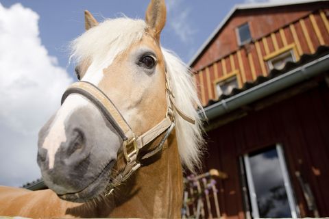 Ein Pferd in Nahaufnahme. Hinter ihm ein Hof in Hinterhermsdorf in der Sächsischen Schweiz.