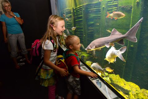 Zwei Kinder und eine Frau stehen vor der Scheibe eines Aquariums. Sie sind im Haus der Tausend Teiche. 