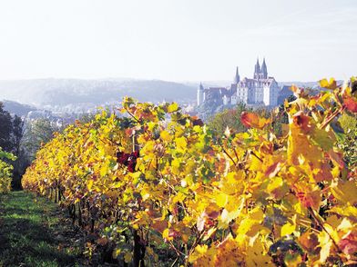 Im Vordergrund stehen Weinreben mit gelben Blättern. Im Hintergrund befindet sich die Albrechtsburg Meißen mit ihren hohen Türmen. 